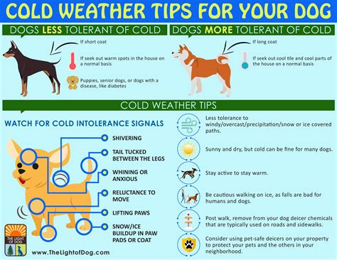 Protecting Farm Animals from Cold Weather: Tips and Tricks